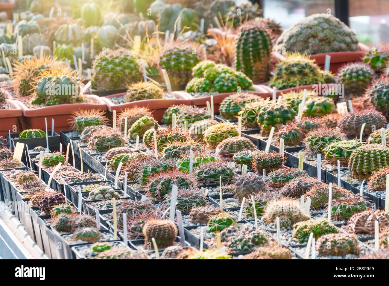 Kaktus in kleinen Tpfen auf einem Grtnertablett im Garten oder in einem  tropischen Gewchshaus, kleine dekorative Kakteenpflanzen, Garten  angeordnet Stockfotografie - Alamy