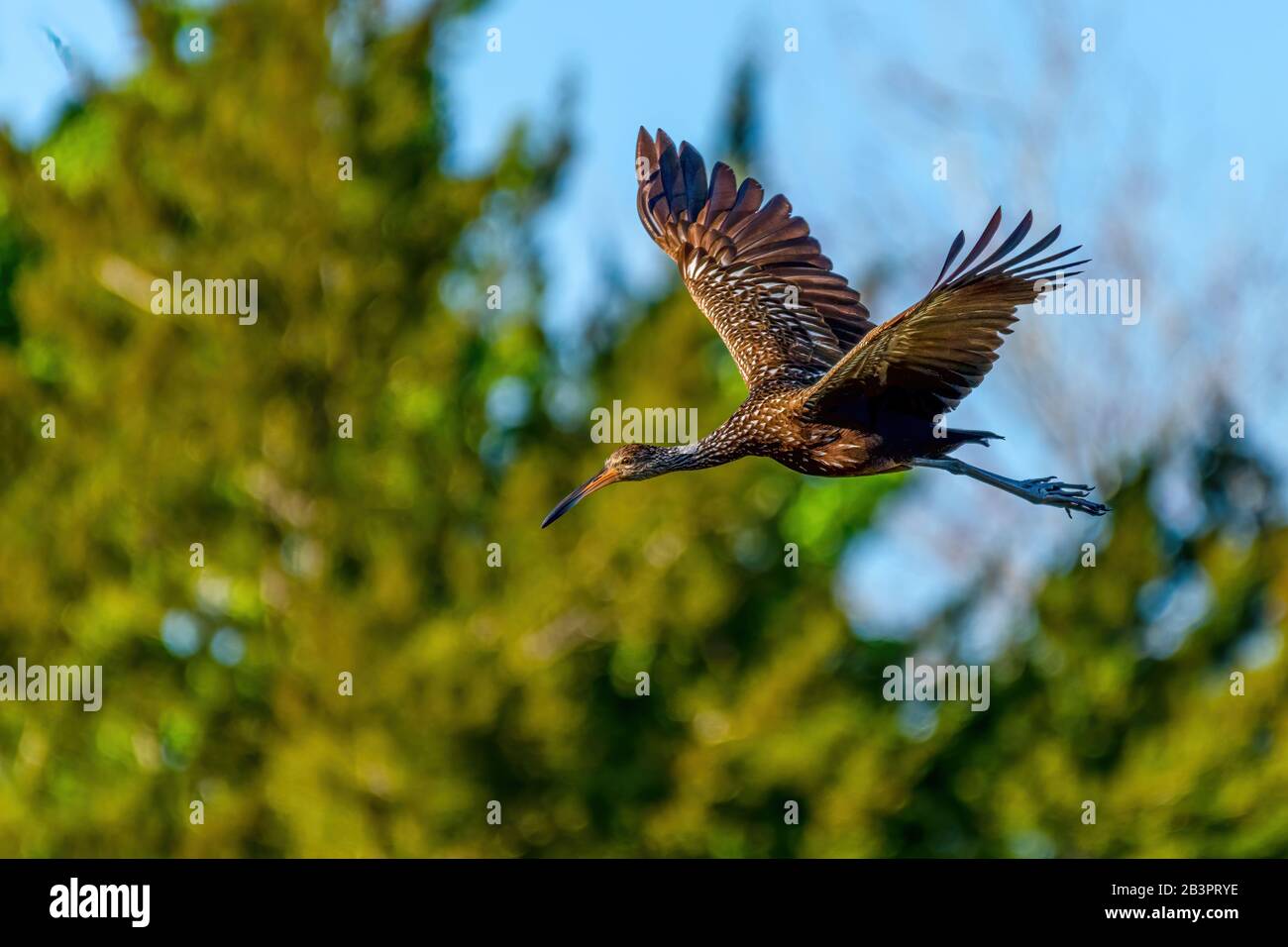 Ein Limpkin (Aramus guarauna) im Flug über den Orlando Wetlands Park, Florida, USA. Stockfoto