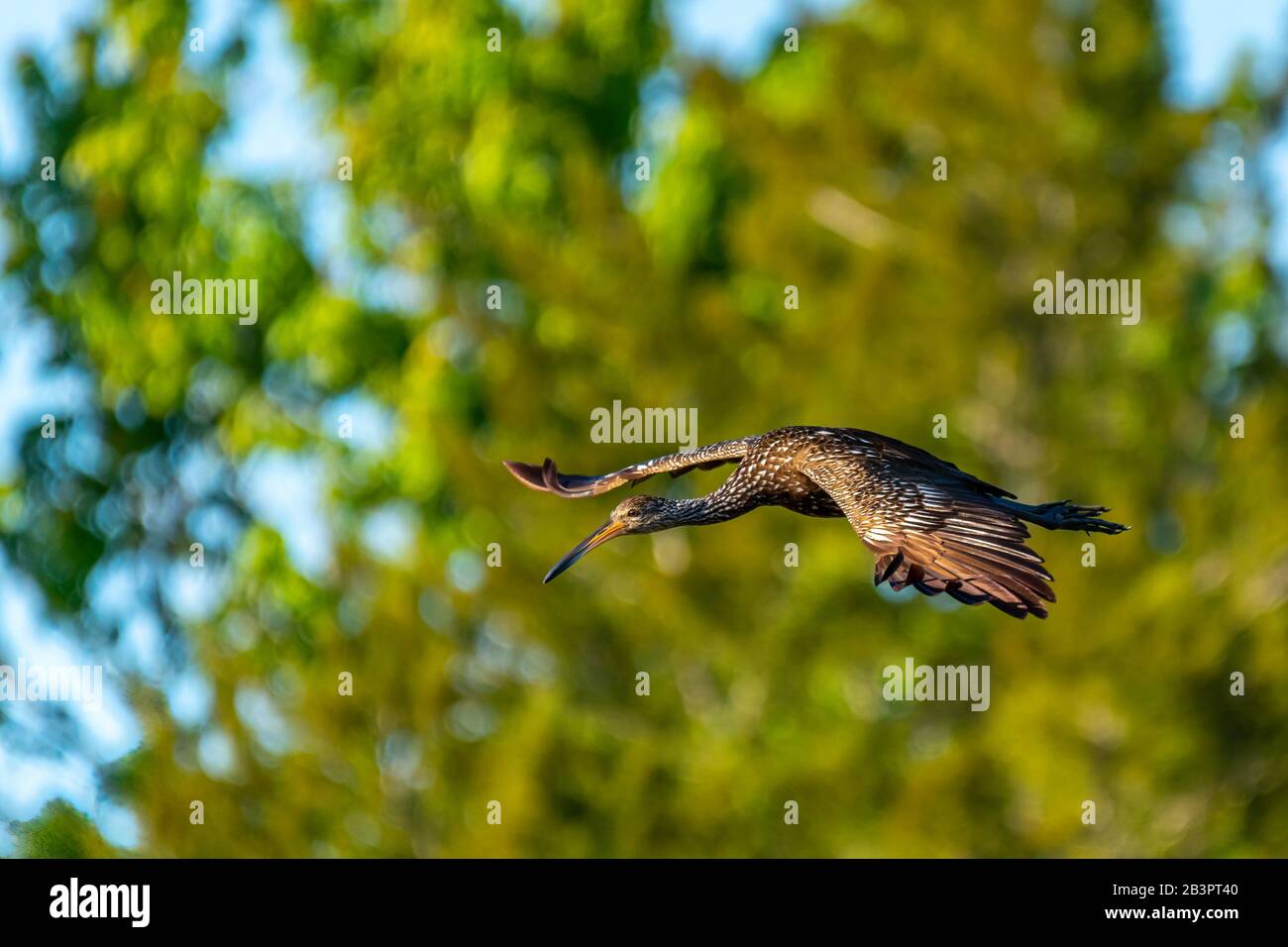 Ein Limpkin (Aramus guarauna) im Flug über den Orlando Wetlands Park, Florida, USA. Stockfoto