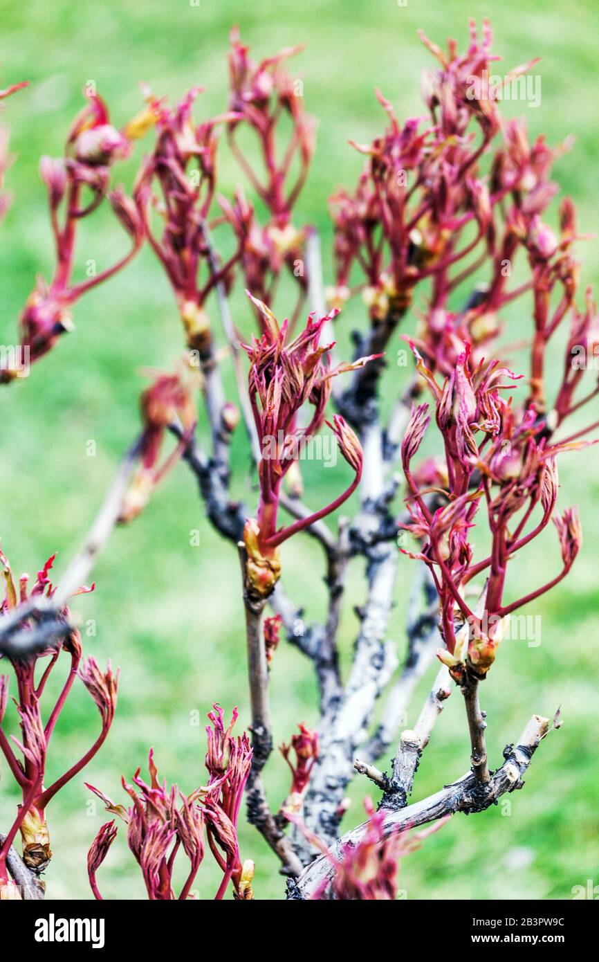 Paeonia suffruticosa: Baumknochenzweig, neue frische Blätter an Zweigen, Pfingstrosen im Frühjahr Stockfoto