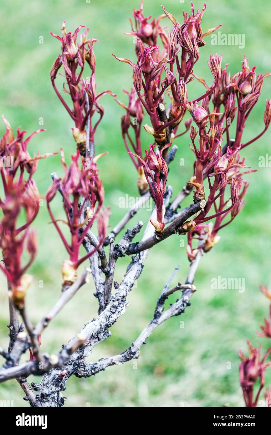 Paeonia x suffruticosa. Baum Pfingstrose, neue frische Blätter an Ästen, Pfingstrosen Strauch im Frühjahr März Stockfoto