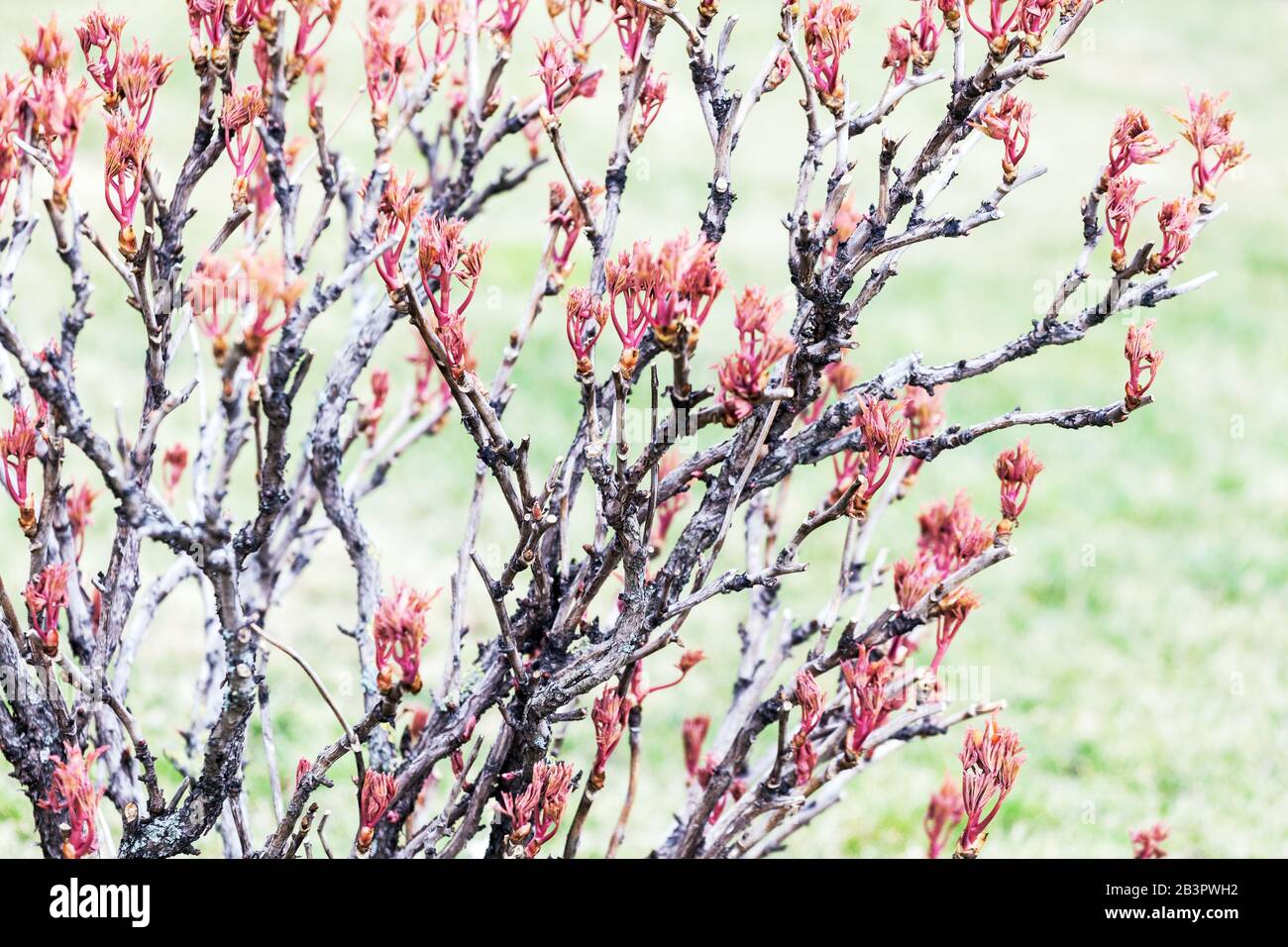 Paeonia x suffruticosa. Baum Pfingstrosenzweig, neue frische Blätter an Zweigen, Pfingstrosenstrauch im frühen Frühjahr März holzige Stiele Stockfoto