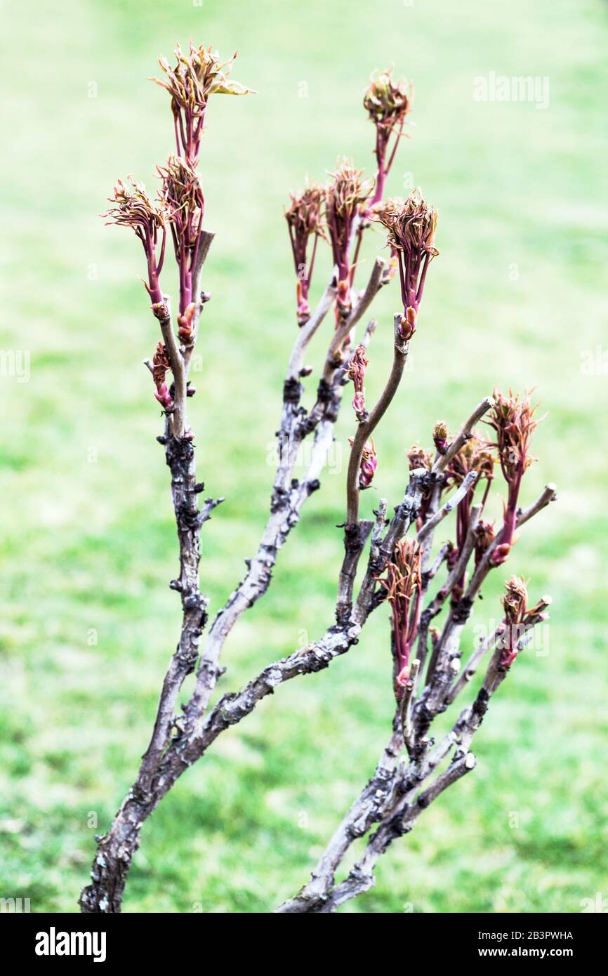 Paeonia x suffruticosa Baum Pfingstrose Zweig neue frische Blätter auf Ästen Pfingstrosen Sträucher im frühen Frühjahr März Garten Baum Pfingstrose Triebe Holzige Stiele Stockfoto