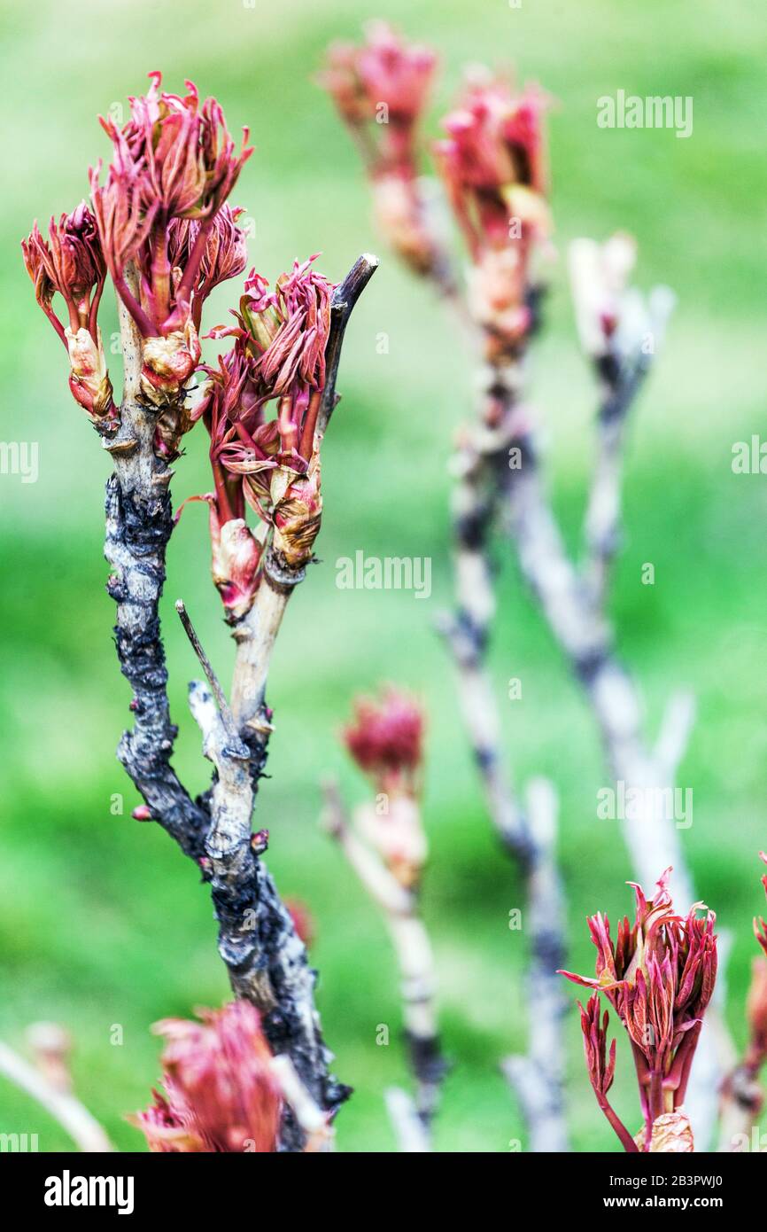 Paeonia x suffruticosa. Baum Pfingstrose, neue frische Blätter an Ästen, Pfingstrosen Strauch im Frühjahr März Stockfoto