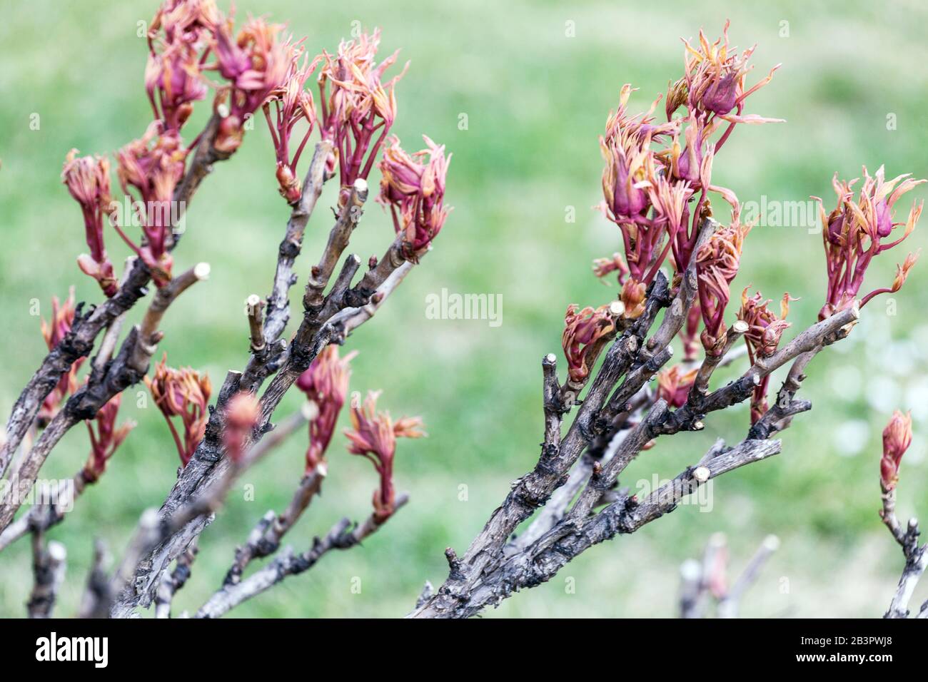 Paeonia x suffruticosa. Baum Pfingstrosenzweig, neue frische Blätter an Zweigen, Pfingstrosenstrauch in Frühfrühlingshäusern an holzigen Stämmen Stockfoto