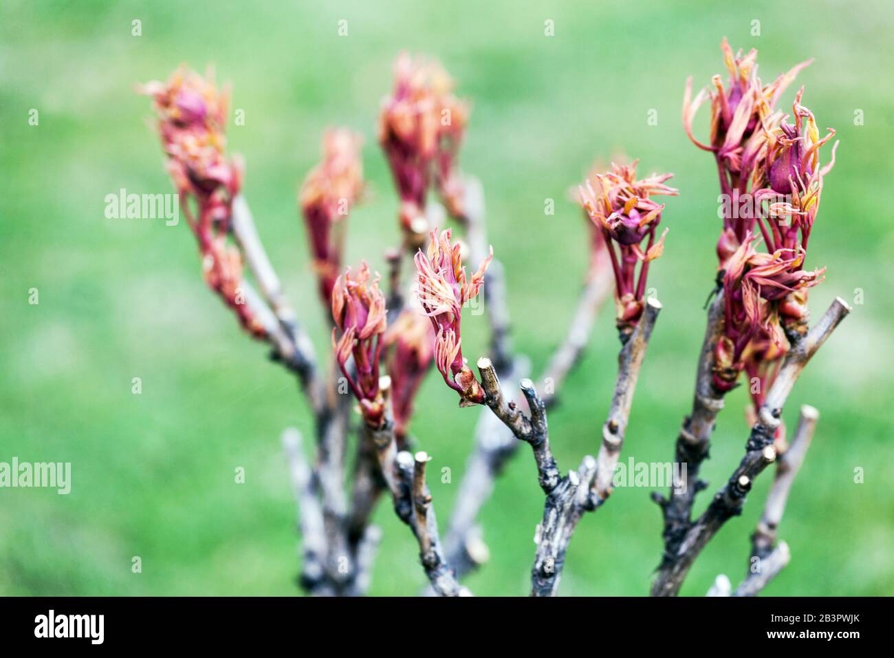 Paeonia x suffruticosa: Baumknöchelzweig, neue frische Blätter an Zweigen, Pfingstrosen im Frühjahr Stockfoto