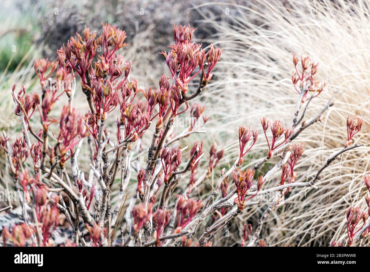 Paeonia x suffruticosa: Baumknöchelzweig, neue frische Blätter an Ästen, Pfingstrosen im frühen Frühjahr, trockene Gräser Stockfoto