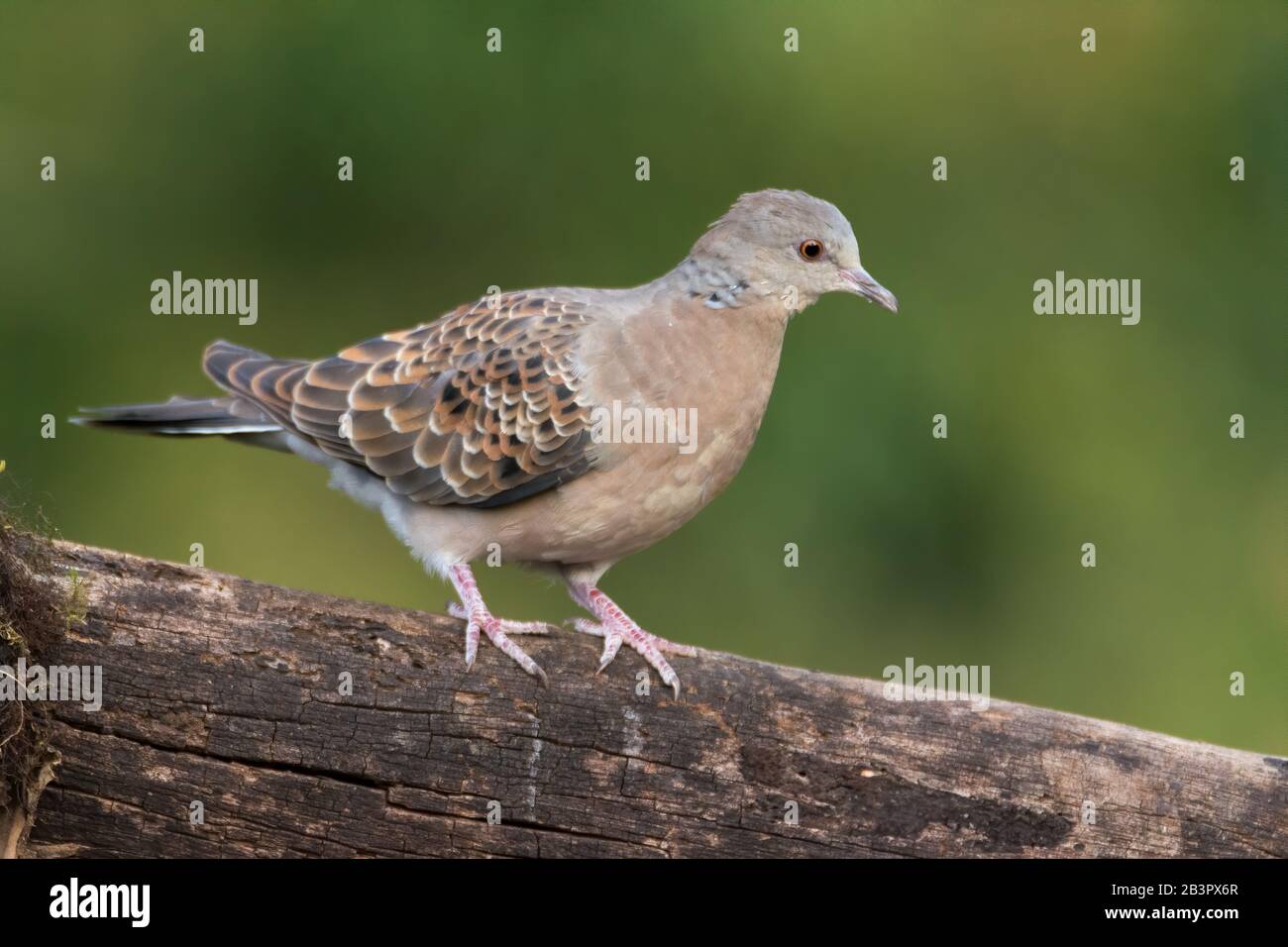 Eine Orientalische Schildkrötentaube (Streptopelia orientalis), auch Rufous-Schildkrötentaube genannt, thront auf einem Baumstammbuch und zeigt seitlich. Stockfoto