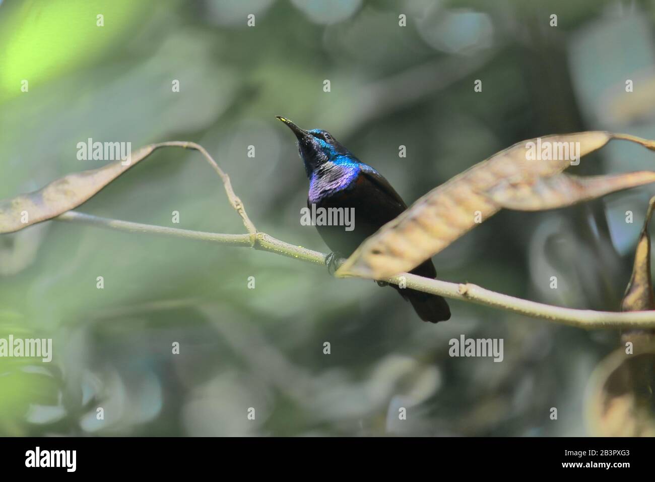 Ein männlicher lila Sonnenvogel (Cinnyris asiaticus) auf einem Zweig am Vogelschutzgebiet Chintamoni Kar in kolkata, westbengalen, indien Stockfoto