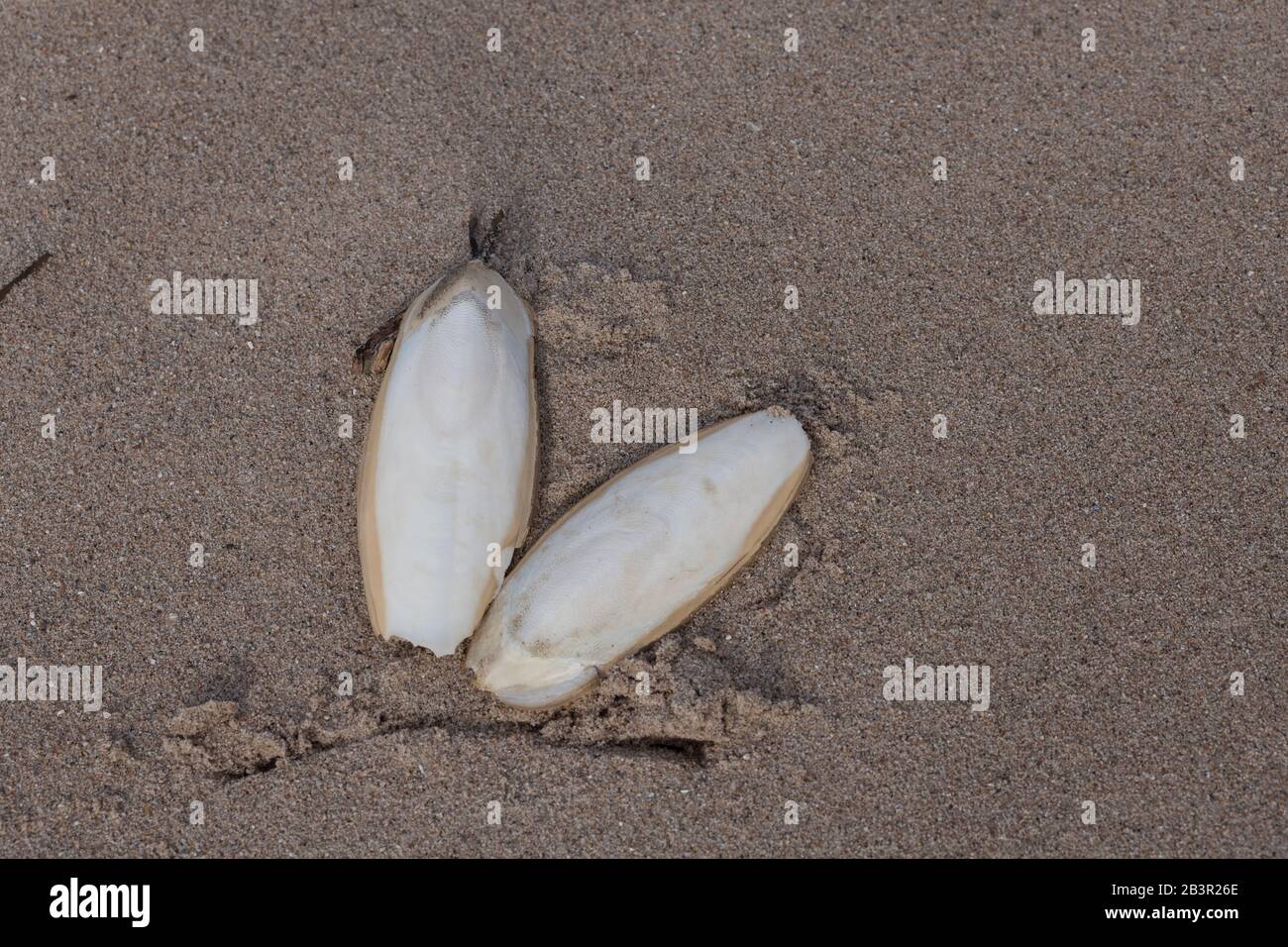 Gefunden, natürliche Tintenfisch Knochen aka cuttlebone, die innere Schale von Kopffüßern. Auf Sand. Gefüttert zu vögeln. Stockfoto
