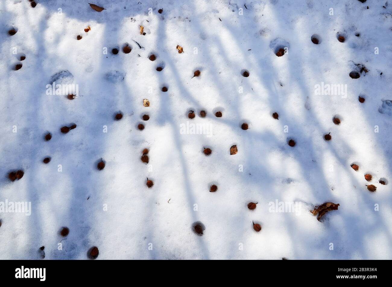 Abgefallene Blätter und buchen von buchen (Fagus sylvatica) auf frisch gefallenem unberührtem Schnee mit Ästen Schatten. Hintergrund. Winter. Stockfoto