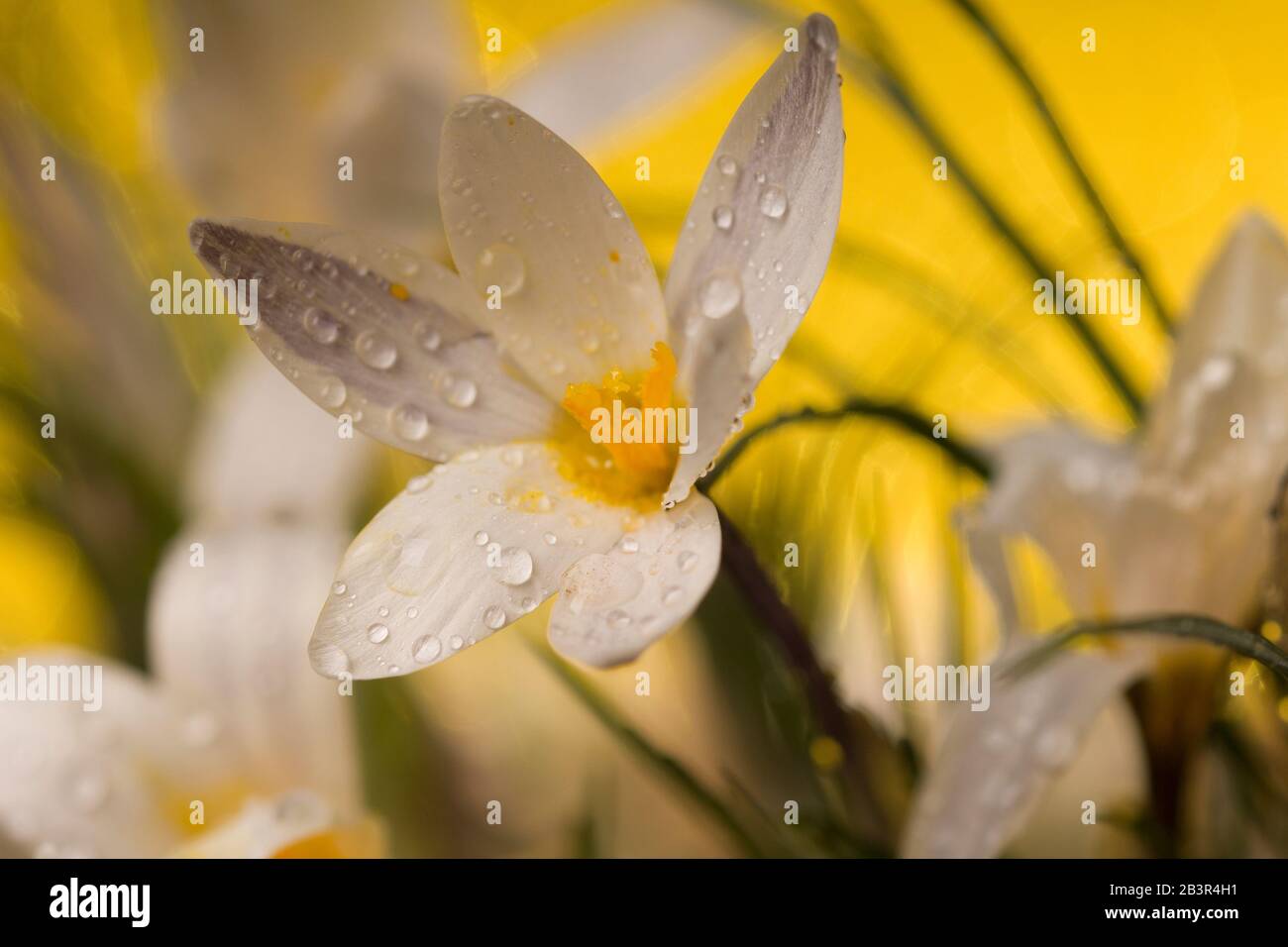 Tau fällt auf Aufblühenden Crocus Close-Up Stockfoto