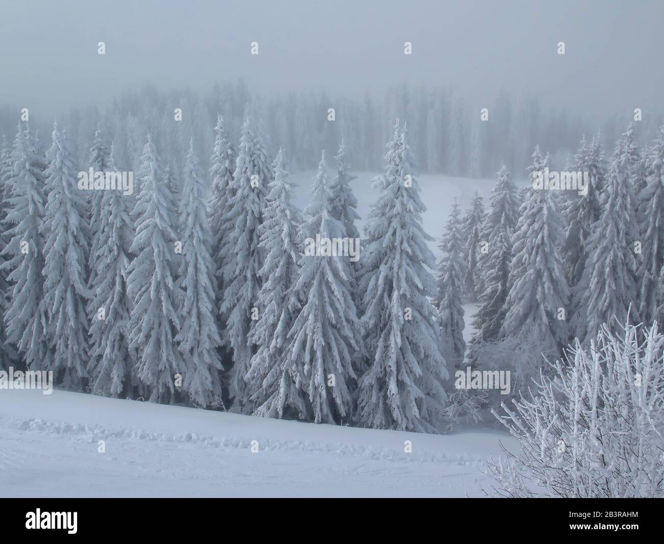Verschneite Baume, Skipiste, Morzine, Haute-Savoie, Frankreich Stockfoto