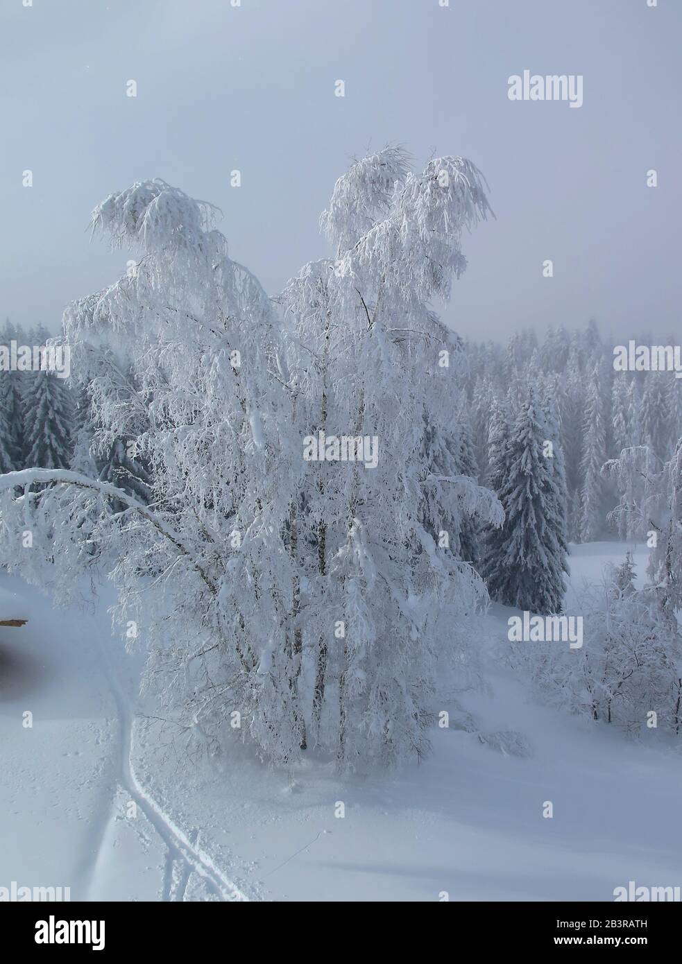 Verschneite Baume, Skipiste, Morzine, Haute-Savoie, Frankreich Stockfoto