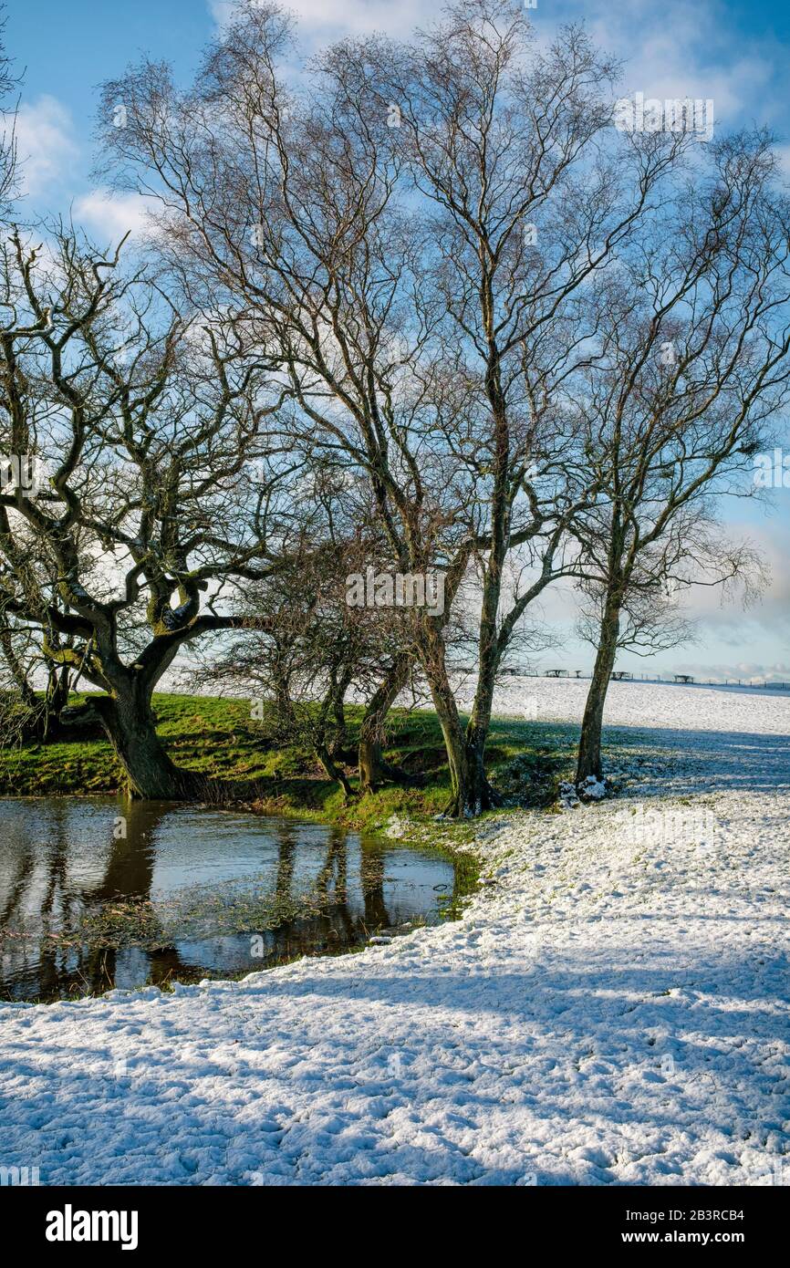 Bäume neben einem Teich in einer verschneiten Landschaft. Stockfoto