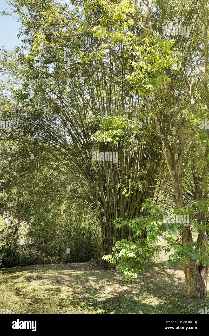 Hoher Bambusstrauch mit Sonnenschein an den Zweigen gegen einen blauen Himmel. Stockfoto
