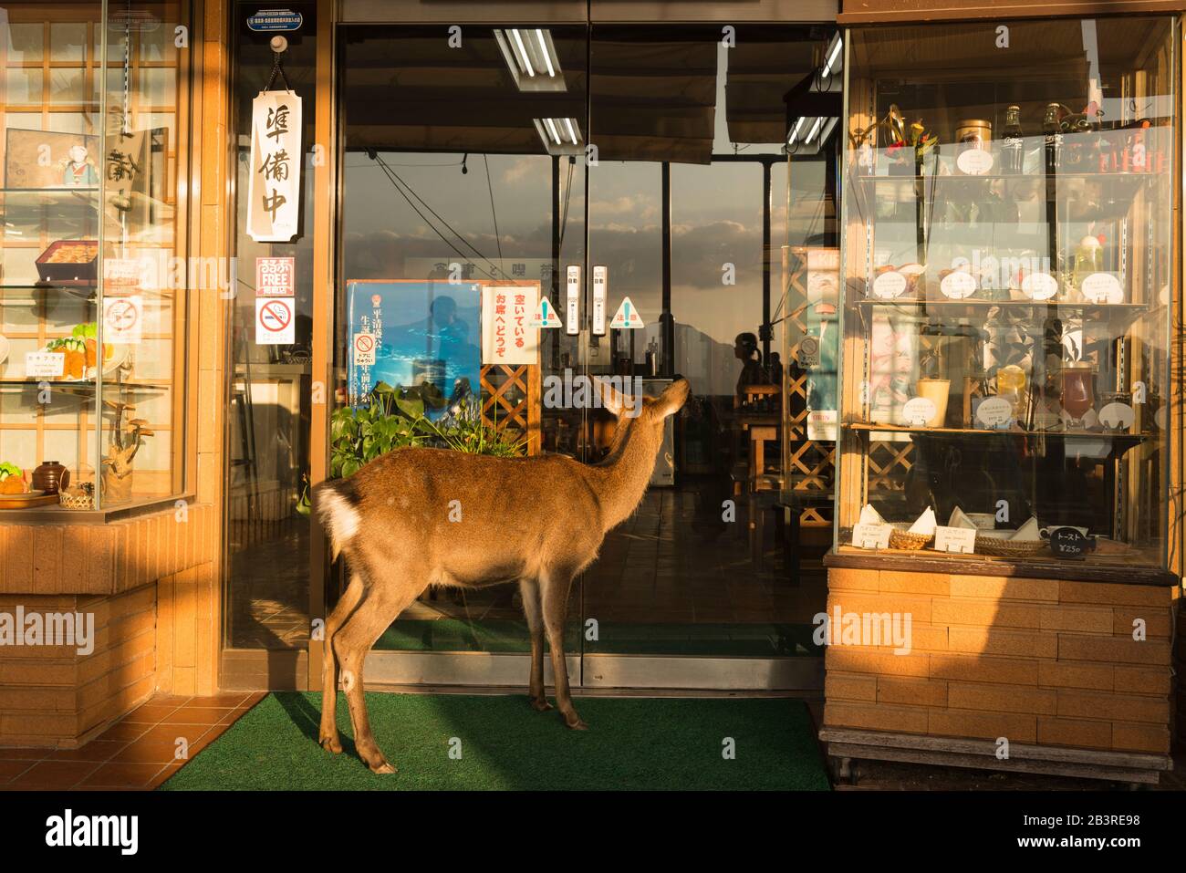 Comic-Szene mit bewohntem, gesichertem Hirsch (auch bekannt als Sika-Hirsch, japanische Rehe), die in ein geschlossenes Restaurant, Miyajima-Insel, Japan, blickt Stockfoto
