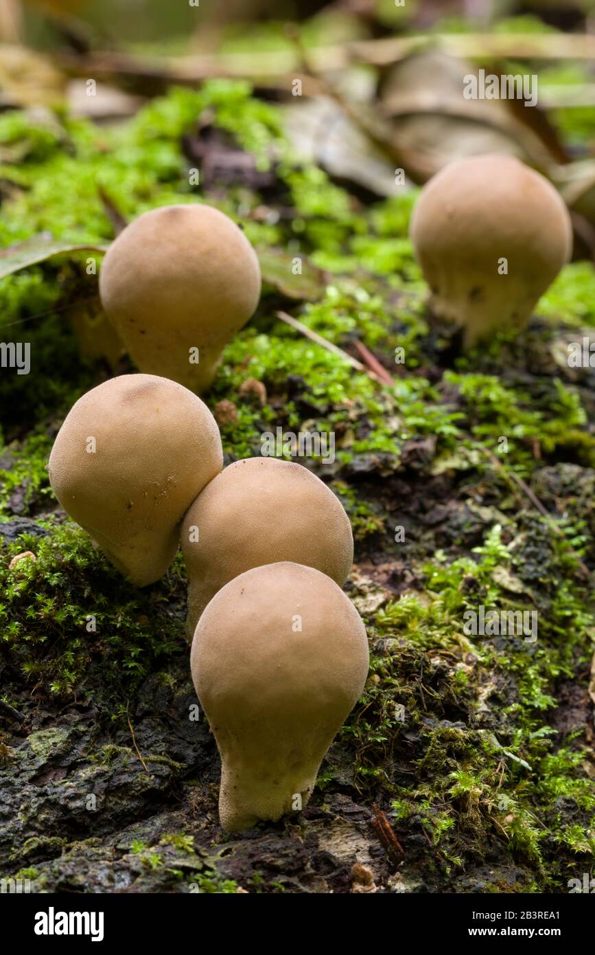 Stumpfpuffball (Lycoperdon pyriforme) Pilze, die auf Totholz wachsen. Auch bekannt als Pear-förmiger Puffball. Stockfoto