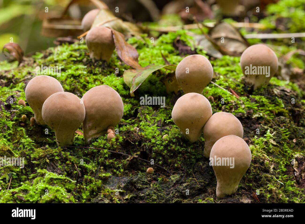 Stumpfpuffball (Lycoperdon pyriforme) Pilze, die auf Totholz wachsen. Auch bekannt als Pear-förmiger Puffball. Stockfoto