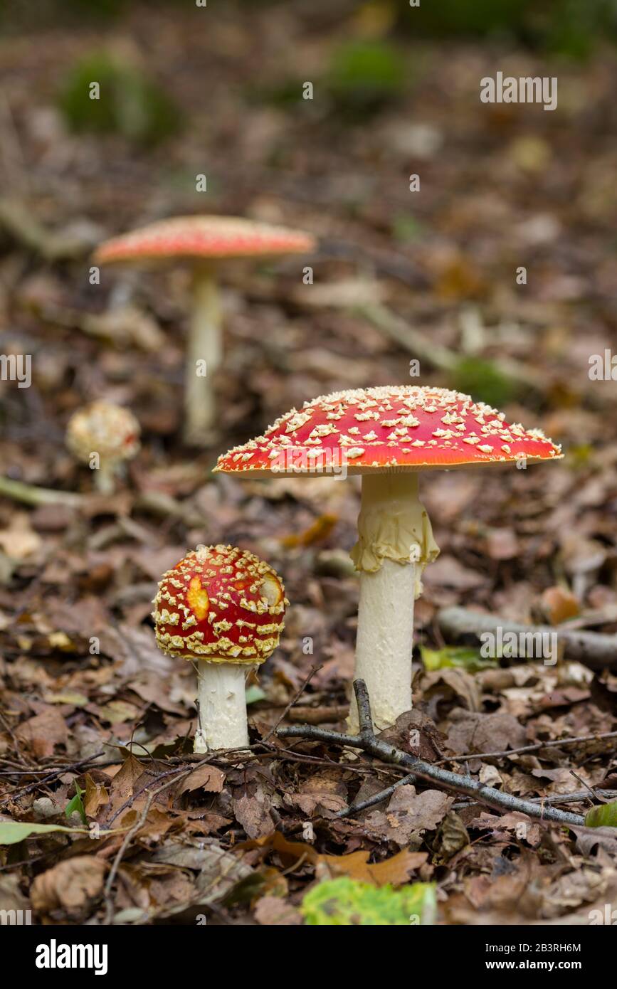 Fliege Acharikalpilze (Amanita muscaria), die auf einem Waldboden wachsen, Somerset, England. Stockfoto