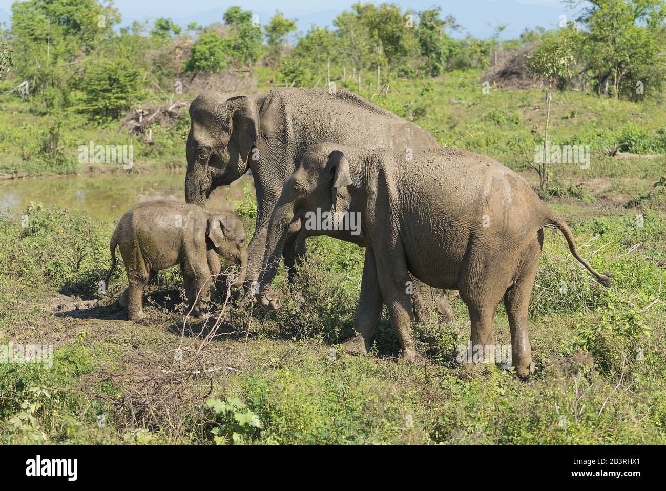 Udawalawe, Sri Lanka: Nationalpark Asian Elephants viele aus dem Heiligtum saniert. Stockfoto