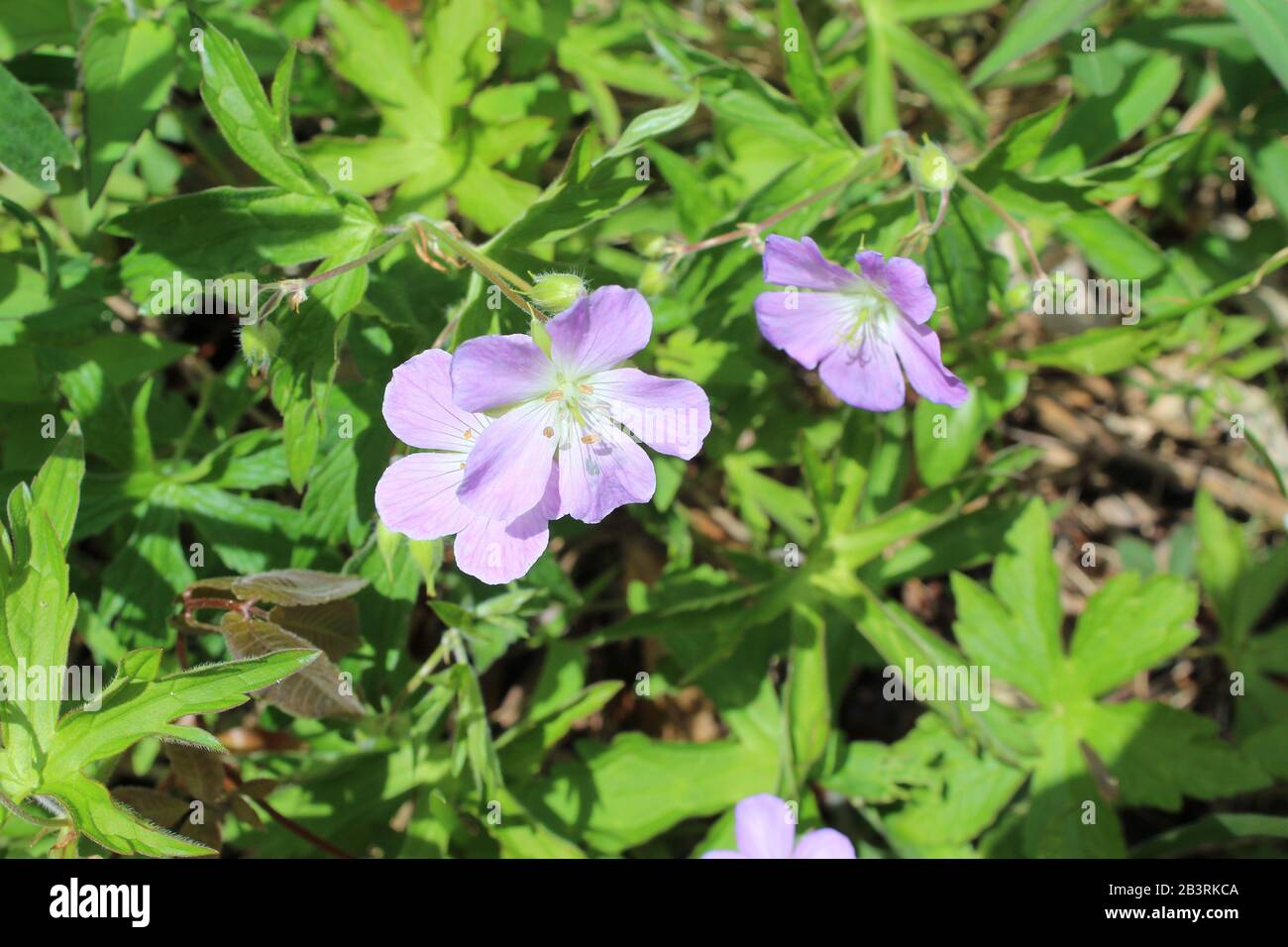 Drei wilde Geranium blühen im Nature Preserve Somme Prairie in Northbrook, Illinois Stockfoto