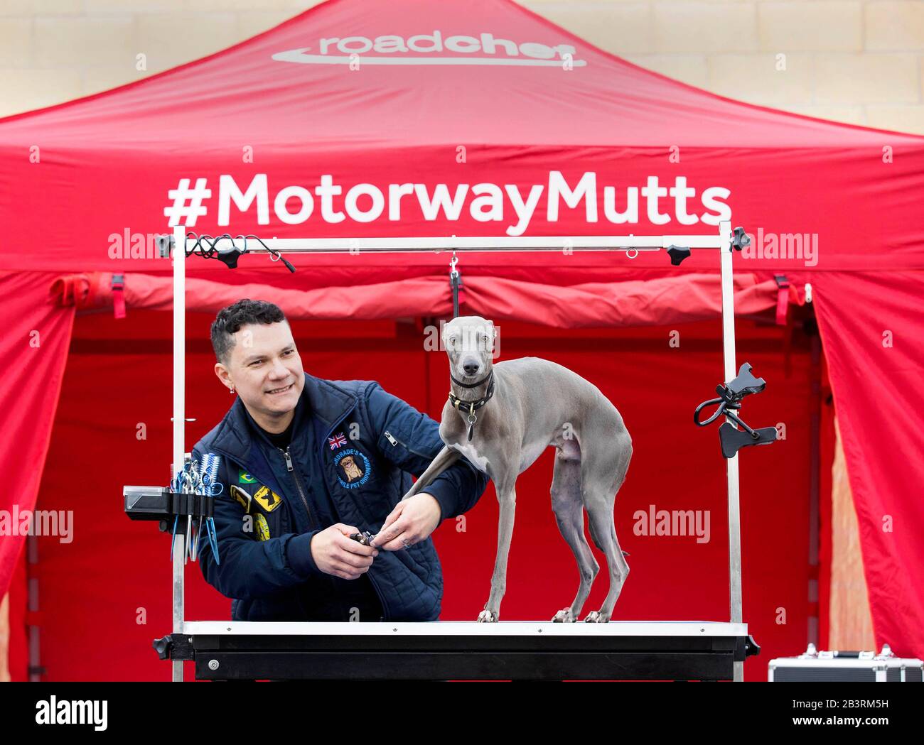 Redaktionelle VERWENDUNG ONLYLloyd The Italian Greyhound/Whippet Cross mit Groomer Valter Andrade bei der Einführung eines Pop-up-Spas für Hunde, die auf dem Weg zu den diesjährigen Crufts im Roadchef in Norton Canes verwendet werden sollen. PA Foto. Bilddatum: Donnerstag, 5. März 2020. Das Spa wurde vom Autobahnbetreiber eingerichtet, um die Bedeutung der Pausen bei Autofahrten hervorzuheben und Roadchef als haustierfreundlichen Ort zu etablieren. Dies ergibt sich aus den vorhandenen Haustierdiensten, die Hundeganlagen über ihre Standorte im ganzen Land und 17 haustierfreundlichen Tagen I umfassen Stockfoto