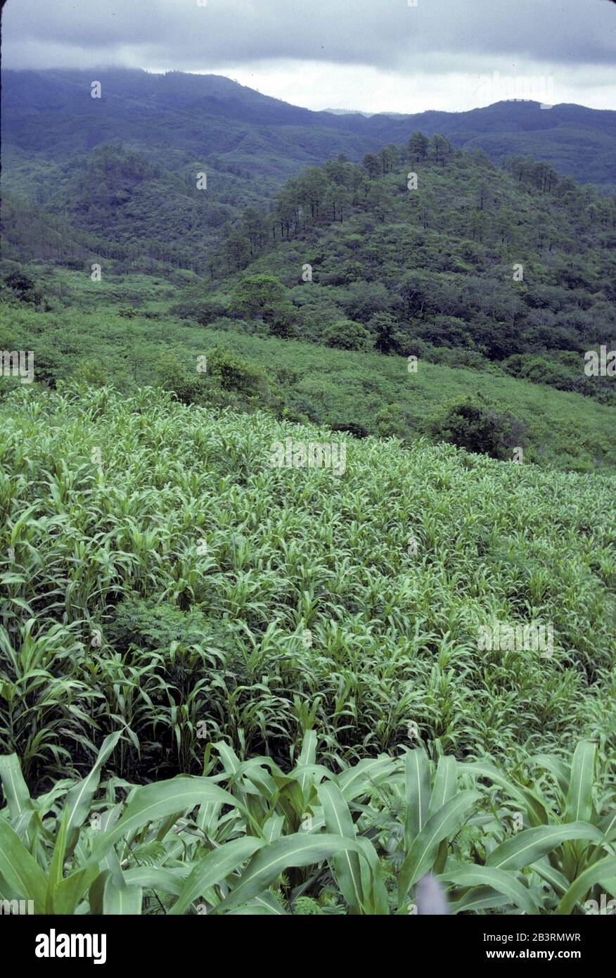 El Paraiso, Honduras um 1991: Maisanbau an fruchtbaren Berghängen während der Regenzeit im September. ©Bob Daemmrich Stockfoto