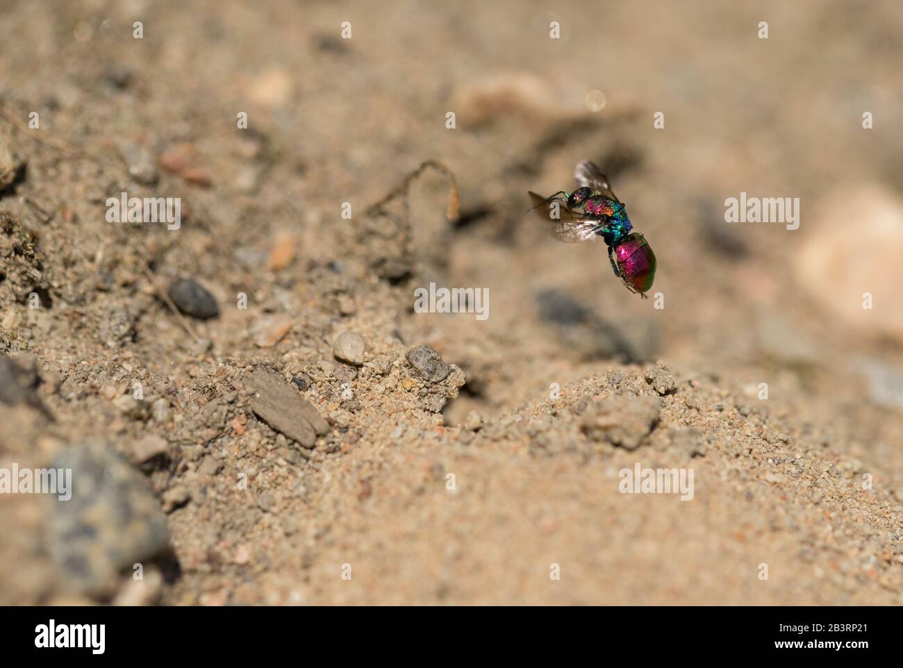 Kuckuckswespe (Hedychrum Rutilans) fliegt zu einem Bienennest Stockfoto