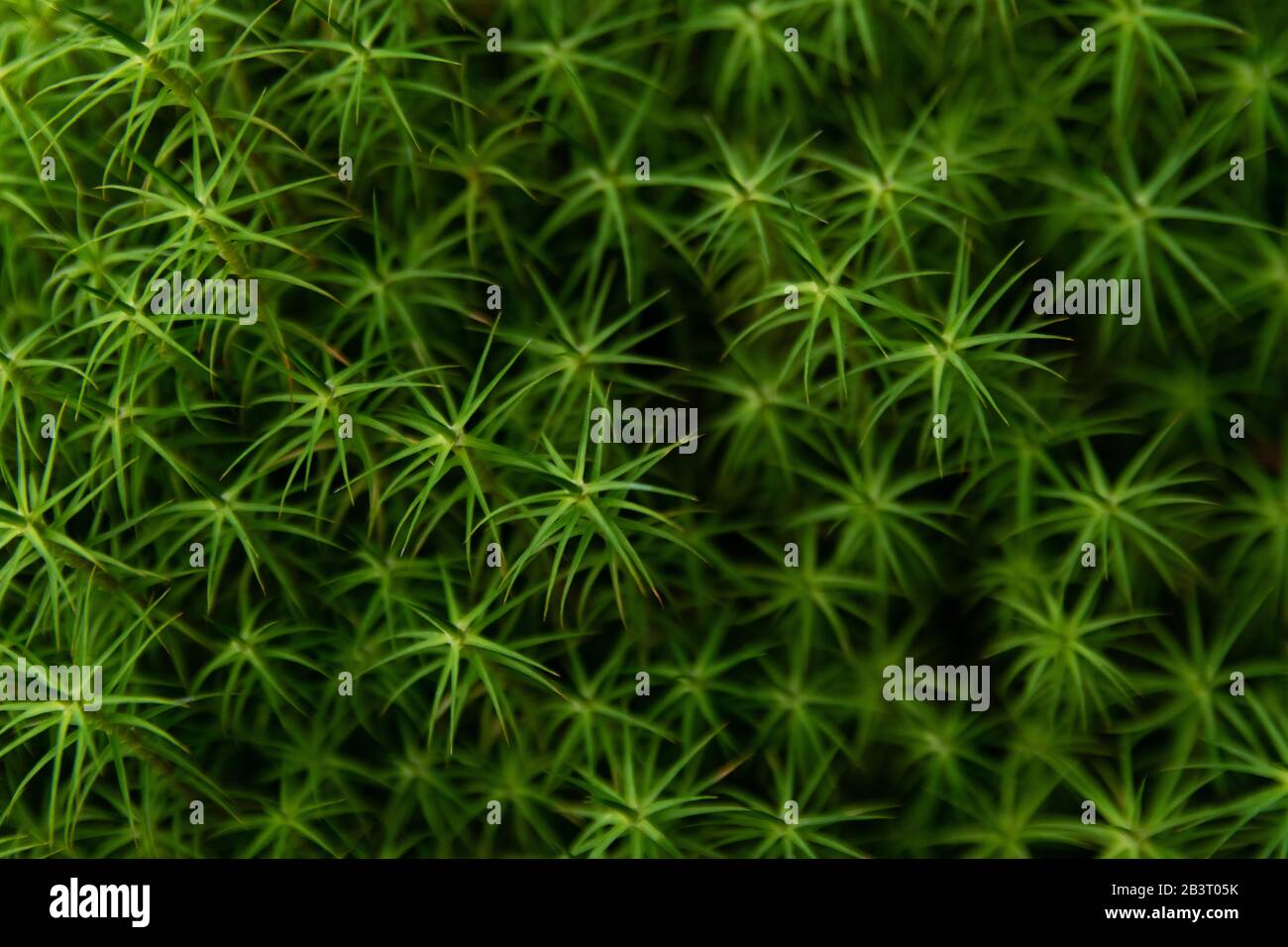 Nahaufnahme von Sphagnum Moss, grünes Sternmuster Laub für eine großartige Hintergrundtextur. Stockfoto