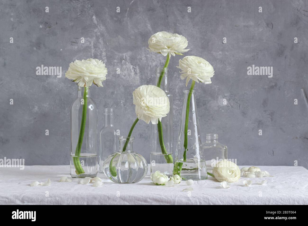 Minimalistische Darstellung weißer Ranunculus-Blumen in kleinen Glasflaschen auf grauem Hintergrund Stockfoto