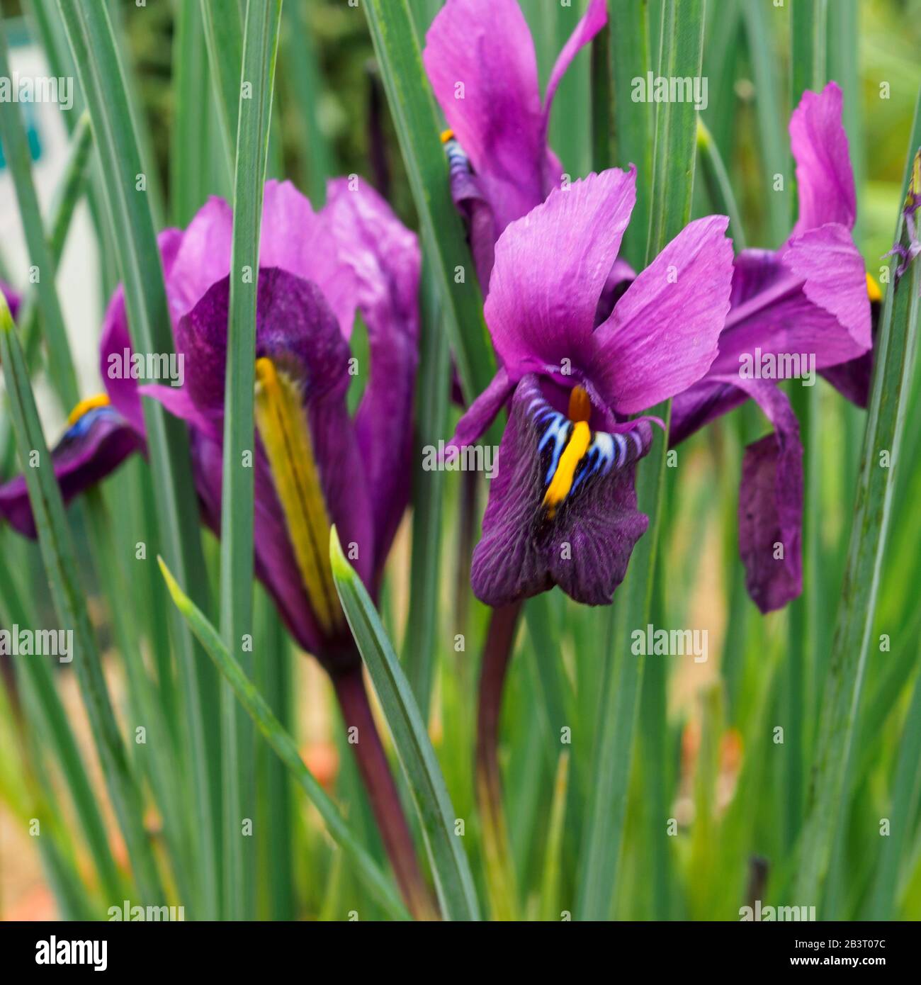 Kleine lila und gelbe Irisblumen, Variety Iris reticulata Purple Hill Stockfoto