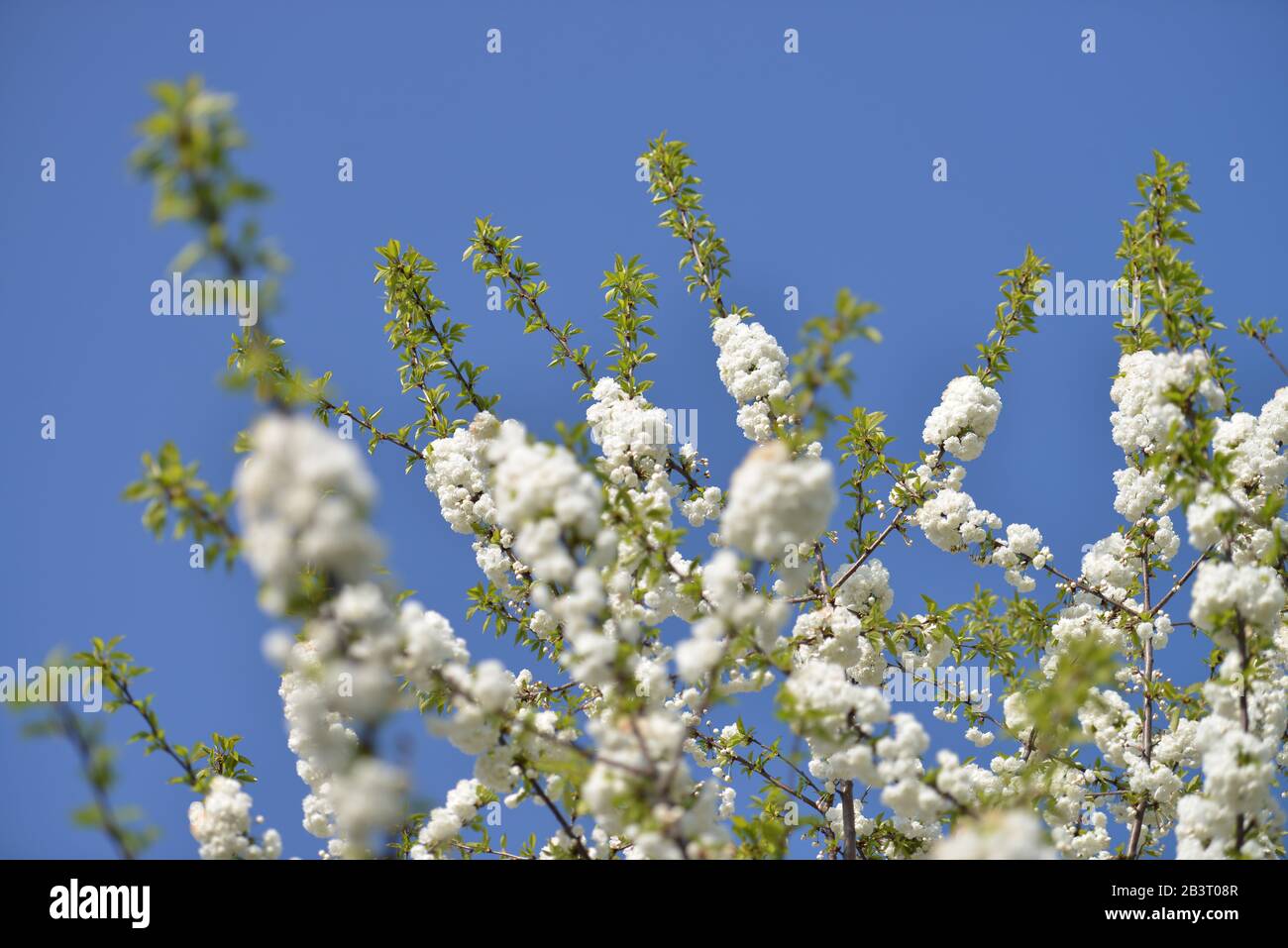 Bluete, Zierkirsche / Blüte Stockfoto