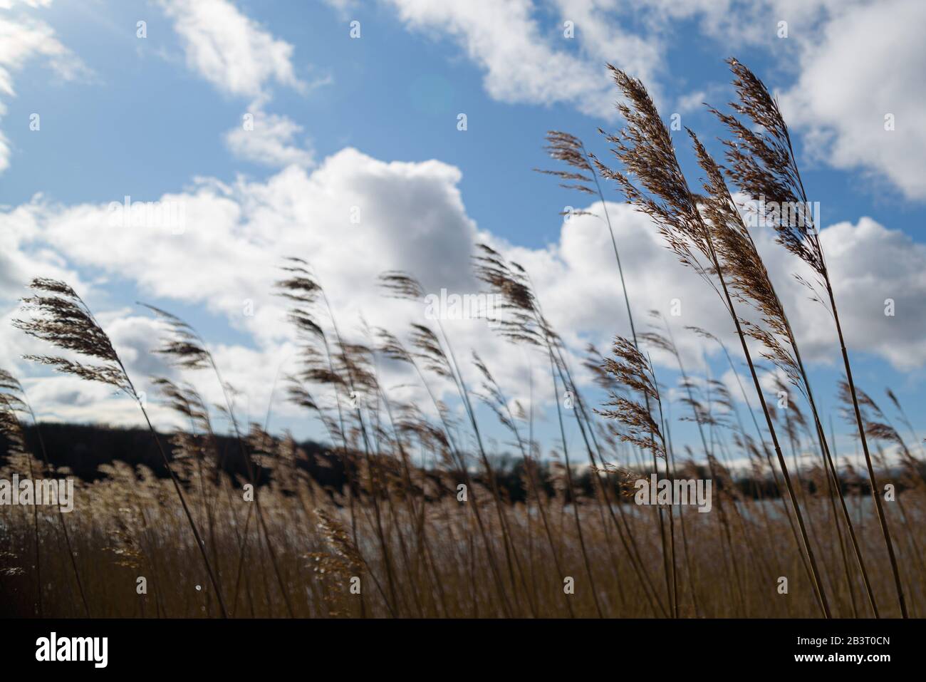 Rottöne wehten in der Brise unter lebhaftem blauem Himmel mit weißen Wolken an der Seite eines Angelseesees. Stockfoto