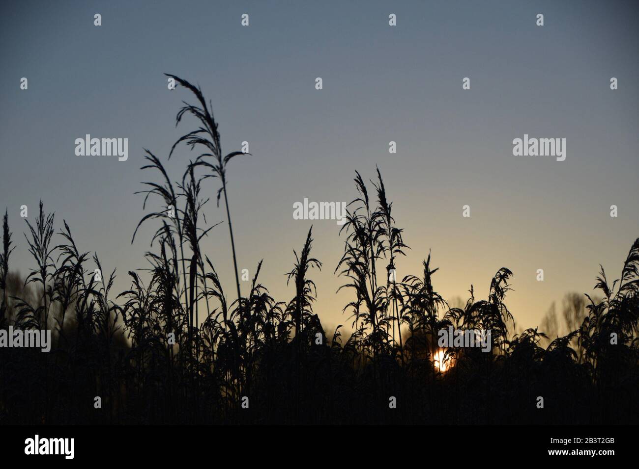 Wolkenloser Sonnenaufgang hinter der Rasensilhouette Stockfoto