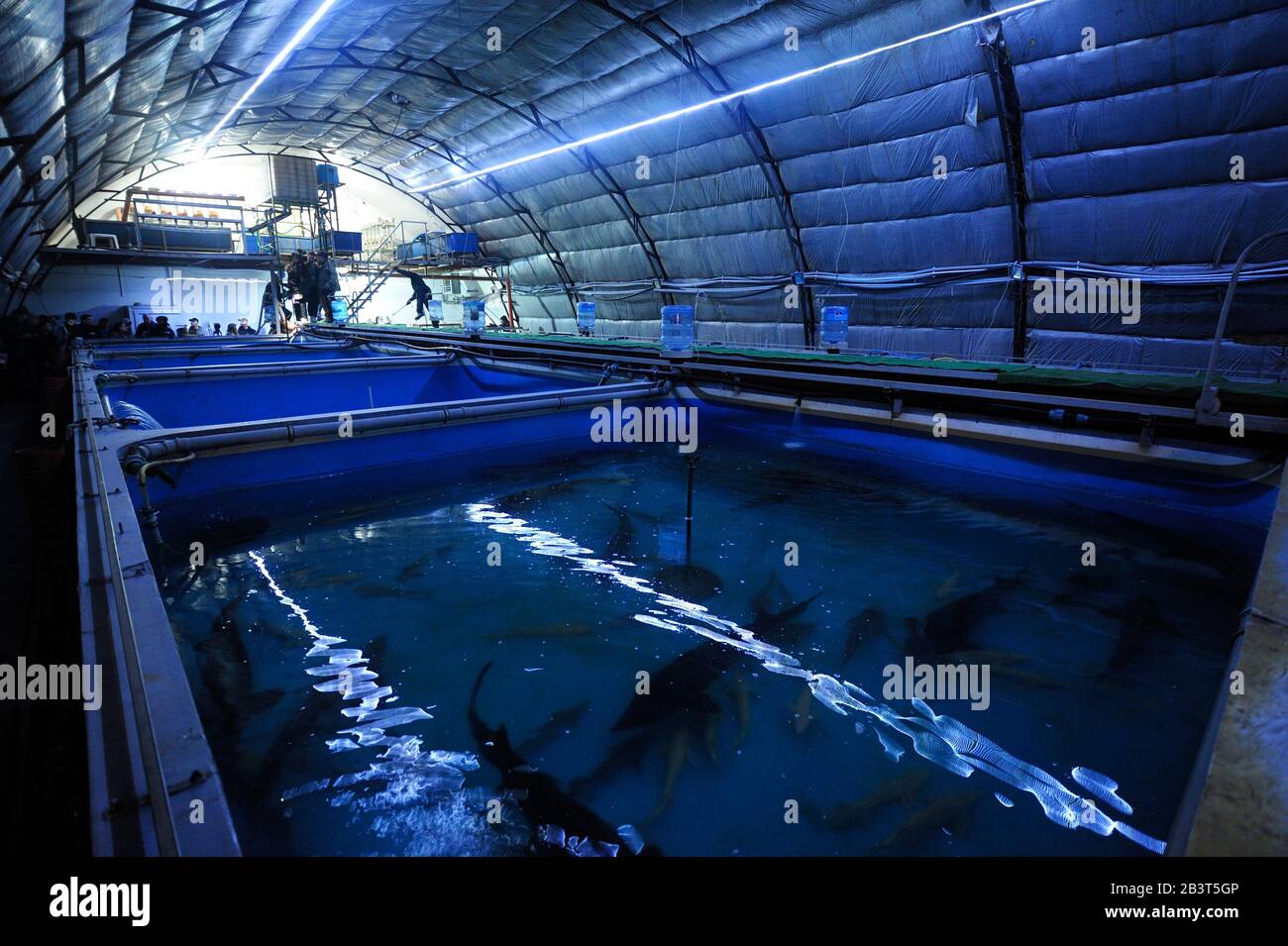 In einer Innenfischerei: Produktionshalle mit Temperaturregelung und Tanks mit ausgewachsenen Störfischen im Inneren Stockfoto
