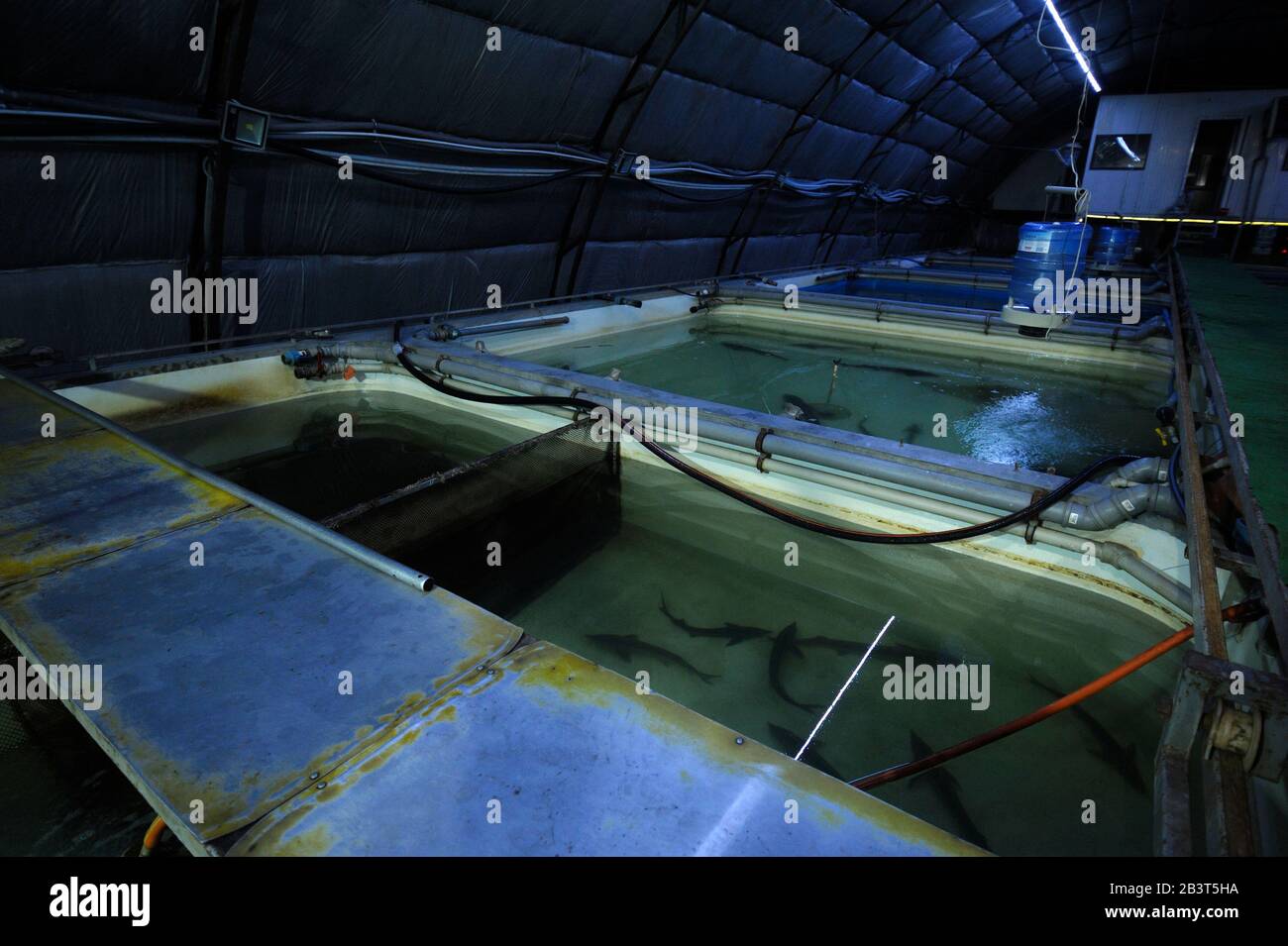 In einer Innenfischerei: Produktionshalle mit Temperaturregelung und Tanks mit ausgewachsenen Störfischen im Inneren Stockfoto
