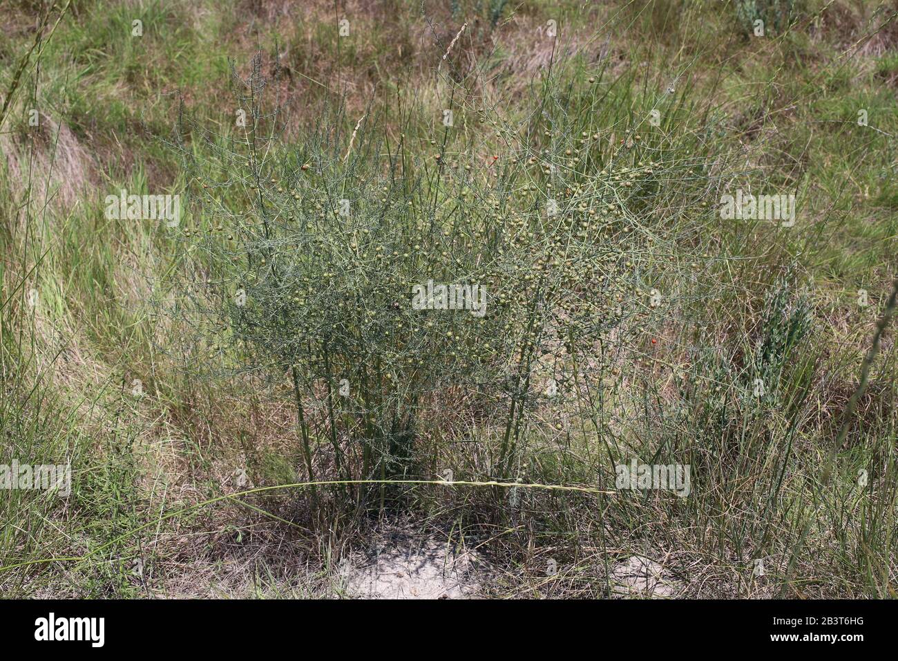 Spargel officinalis - Wilde Pflanze im Sommer erschossen. Stockfoto