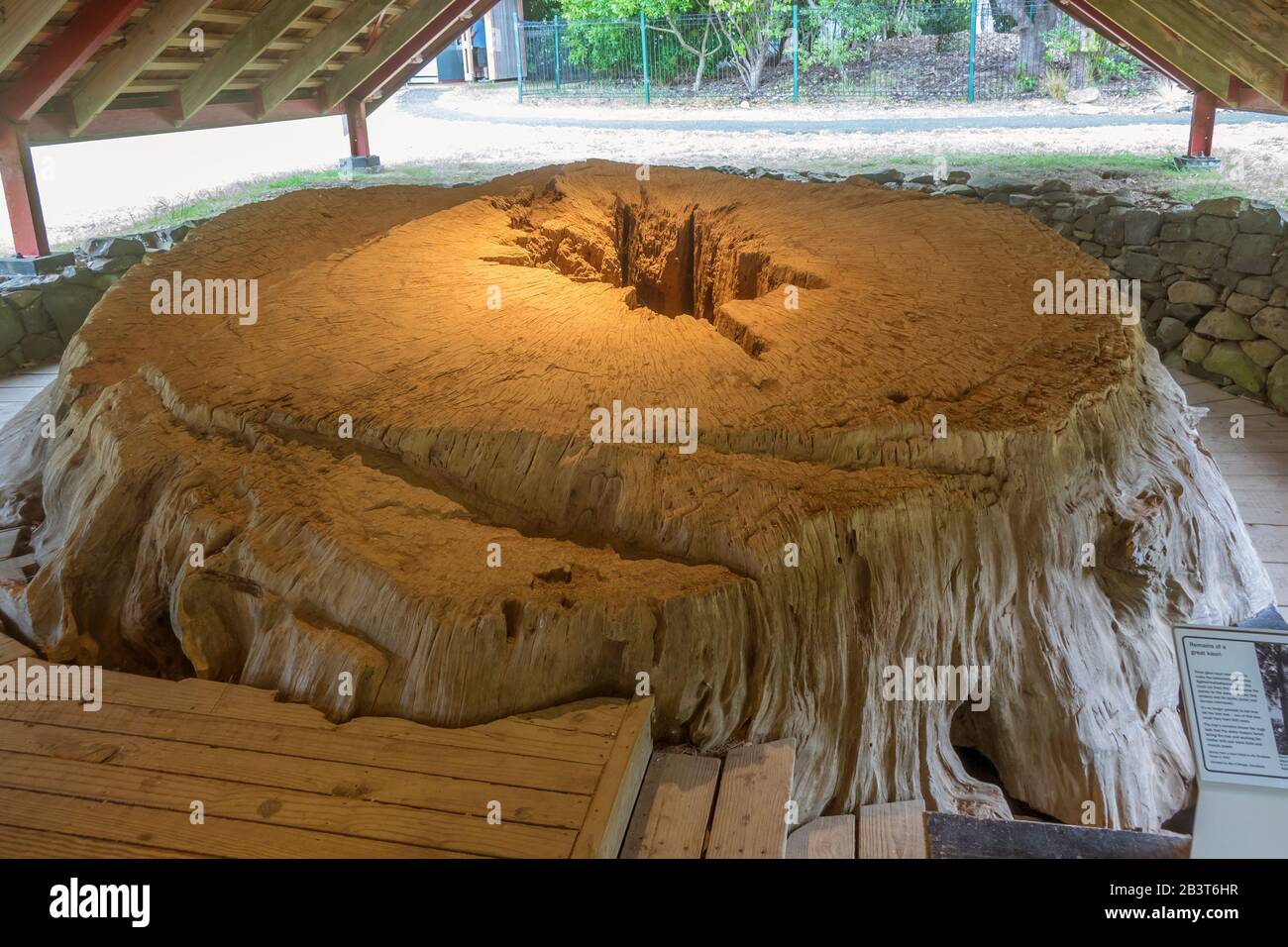 Neuseeland, Nordinsel, Bucht der Inseln, Waitangi, Überreste eines großen Kauri-Baumes, aus dem Haka Kanu gemacht wurde Stockfoto