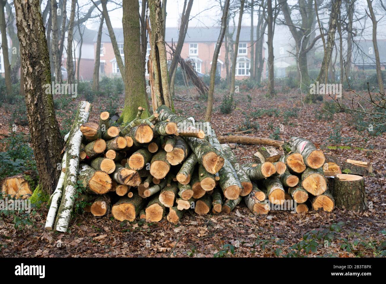 Haufen gehackter Holzstämme aus einer Silberbirke im Winter Stockfoto