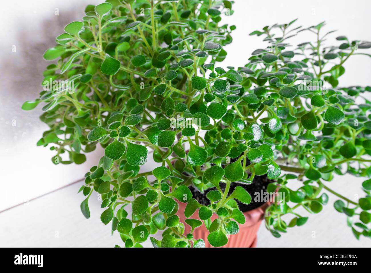 Aichrison ist ein Baum der Liebe oder ein Baum des Glücks. Succulents Houseplant Stockfoto