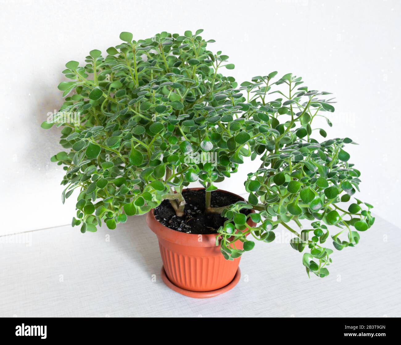 Aichrison ist ein Baum der Liebe oder ein Baum des Glücks. Succulents Houseplant Stockfoto
