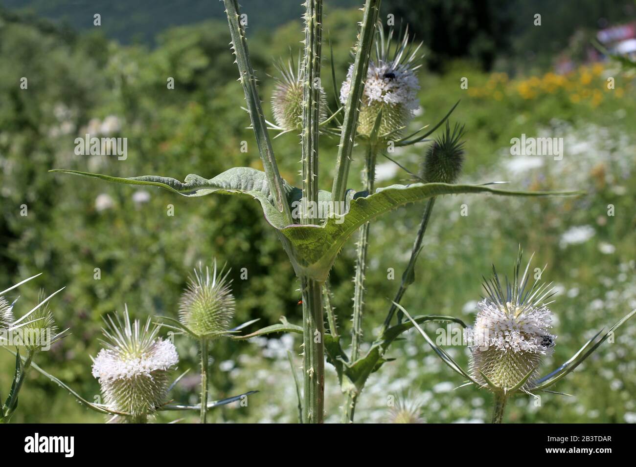 Dipsacus laciniatus - Wilde Pflanze im Sommer erschossen. Stockfoto