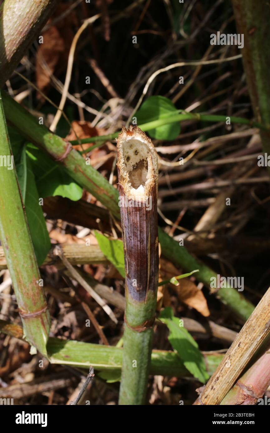 Fallopia bohemica (Reynoutria japonica) - Wild Plant Shot im Sommer. Stockfoto