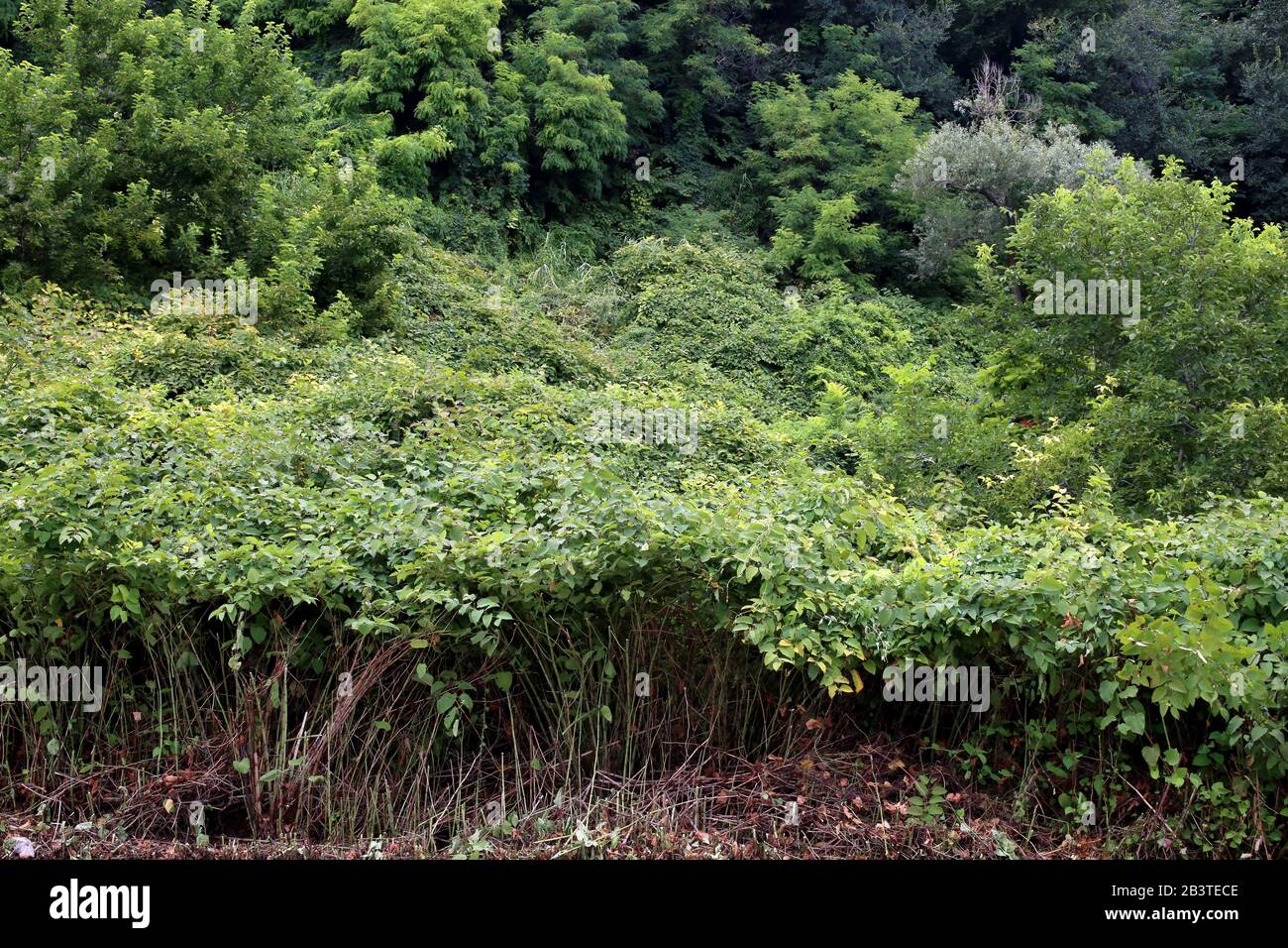 Fallopia bohemica (Reynoutria japonica) - Wild Plant Shot im Sommer. Stockfoto