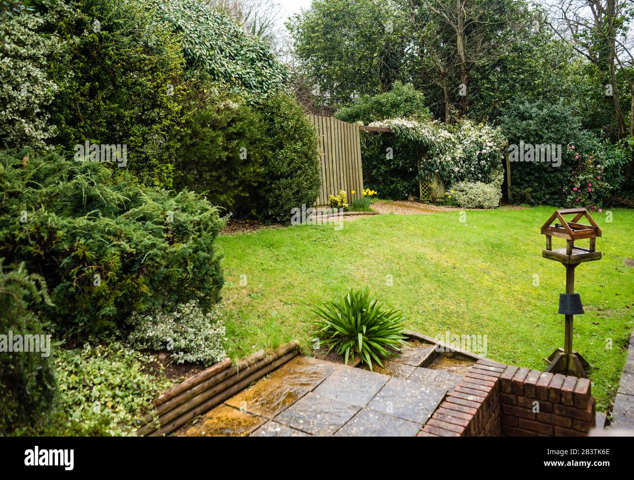 Ein privater Landgarten im Winter mit dem Clematis Armandii in voller Blüte. Stockfoto