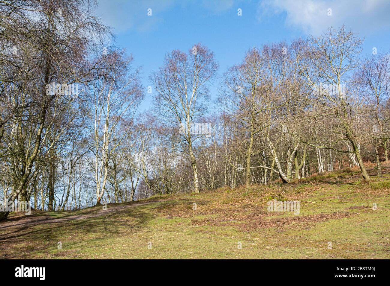 Bäume auf dem Southern Bickerton Hill, Cheshire Stockfoto