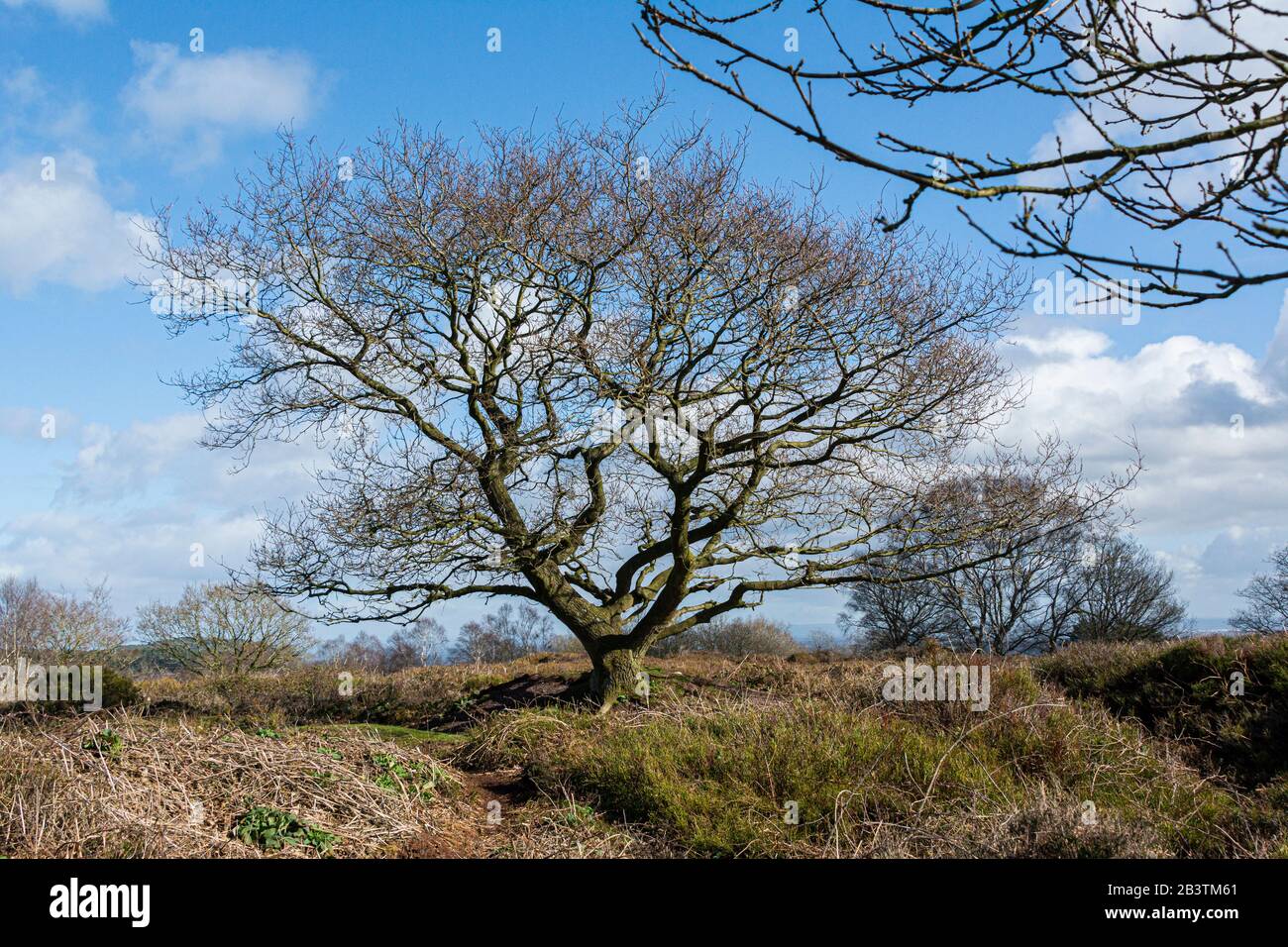 Ein Baum auf dem Southern Bickerton Hill, Cheshire Stockfoto