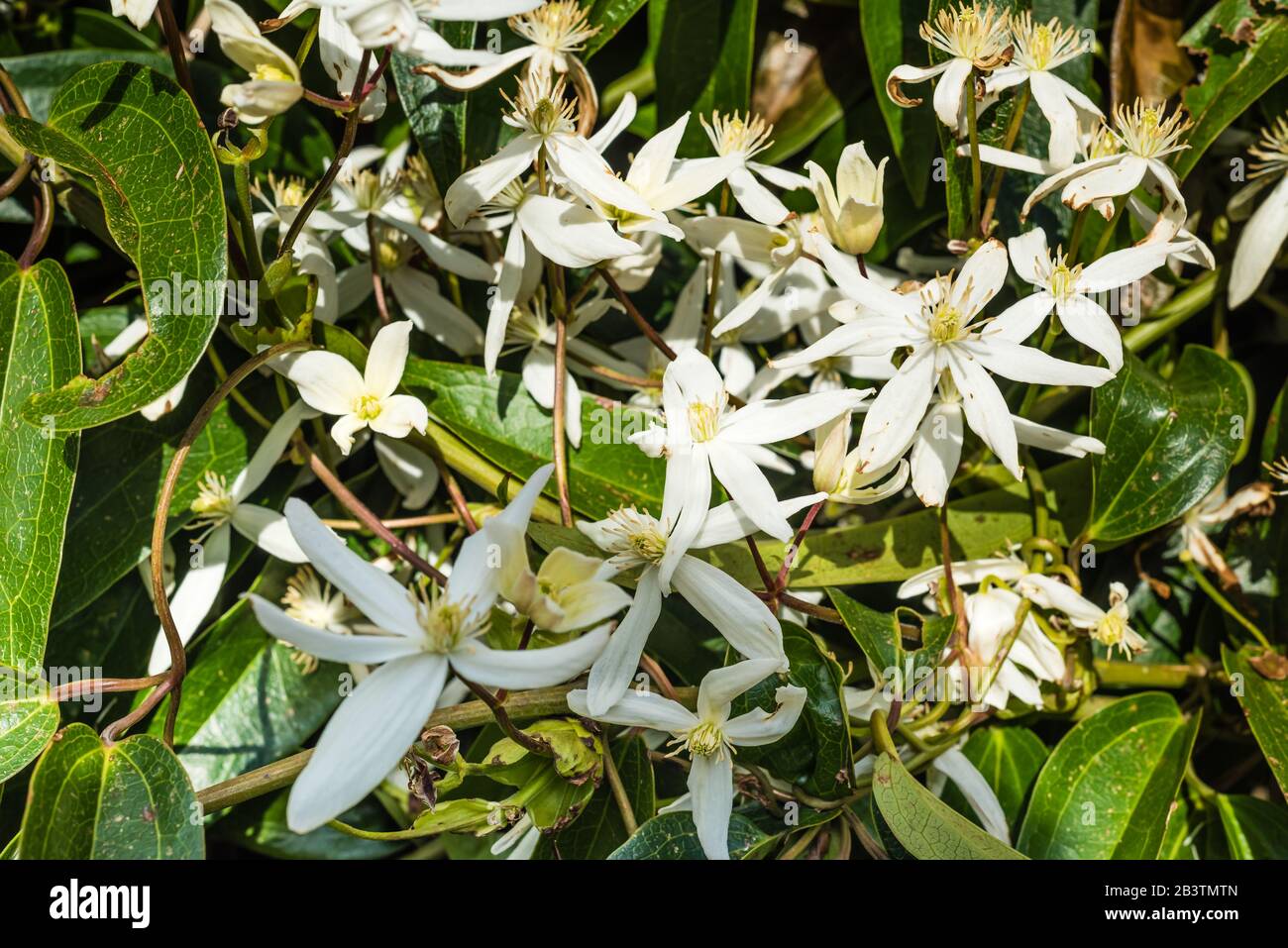 Clematis Armandii wächst in einem Landgarten. Stockfoto