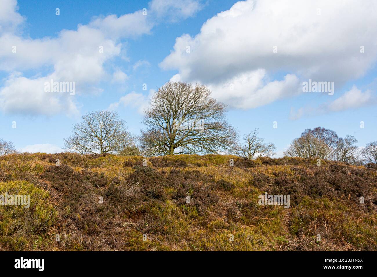 Bäume auf dem Southern Bickerton Hill, Cheshire Stockfoto
